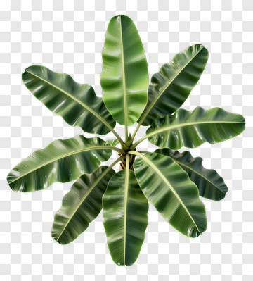 Green Banana Plant Leaves PNG