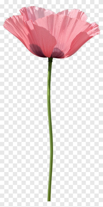 Pink Flower With Green Stem PNG