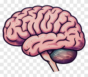 Illustration Of A Brain PNG