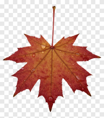 Red Maple Leaf With Water Droplets PNG