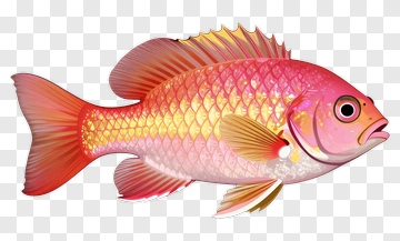 Colorful Fish With Pink And Orange Scales PNG