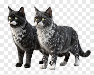 Two Cats Standing Together PNG