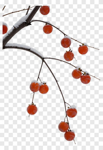 Branch Of Orange Persimmons With Snow PNG
