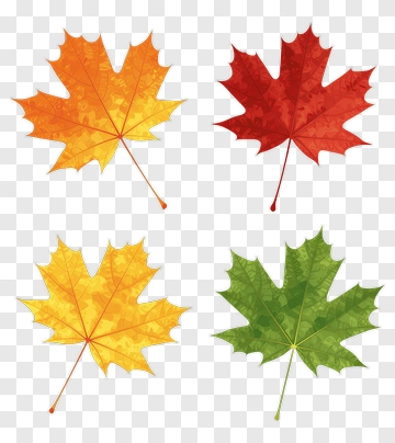 Colorful Maple Leaves PNG