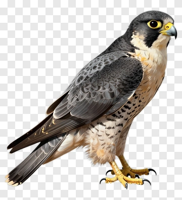 Peregrine Falcon Standing Proudly PNG