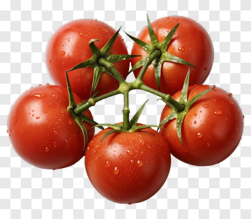 Fresh Tomatoes On A Vine PNG