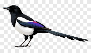 Colorful Magpie Bird PNG