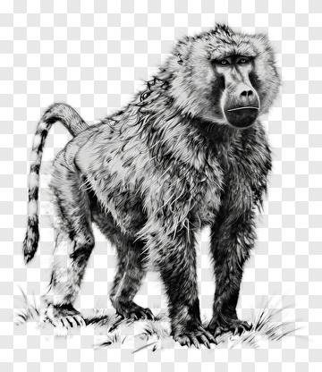 Realistic Baboon Standing In A Natural Setting PNG