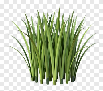 Green Grass PNG