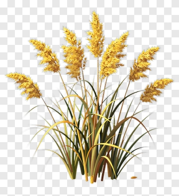 Golden Wheat Grass PNG