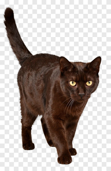 Brown Cat Walking PNG
