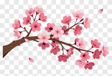 Cherry Blossom Branch With Pink Flowers PNG