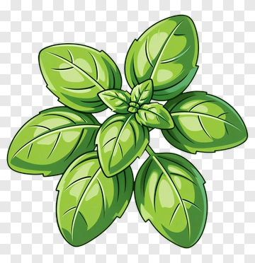 Fresh Basil Leaves PNG