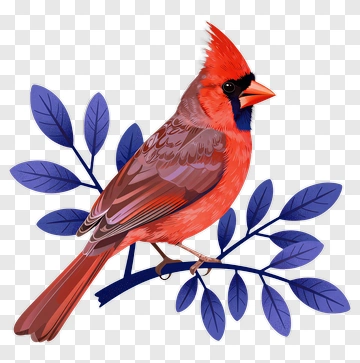 Colorful Cardinal Bird Perched On A Branch PNG