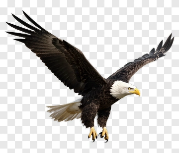 Bald Eagle In Flight PNG