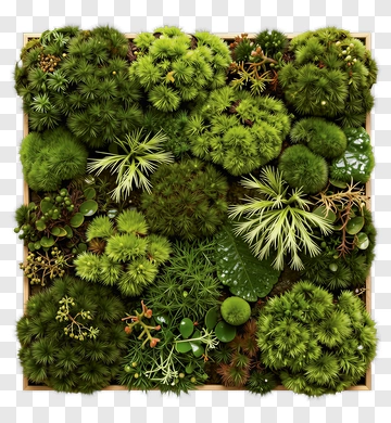 Green Plant Composition PNG