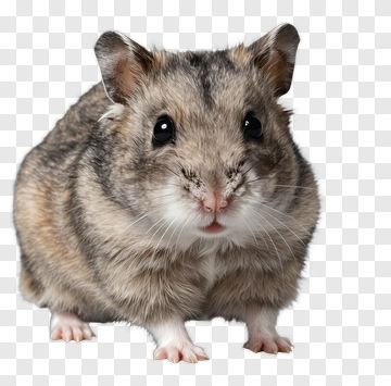Hamster Sitting And Looking PNG