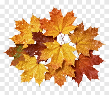 Colorful Autumn Leaves PNG