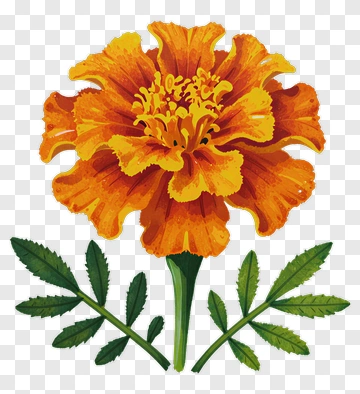 Orange Marigold Flower PNG