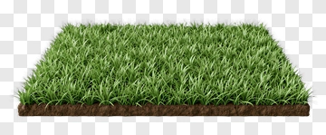 Realistic Grass Patch PNG