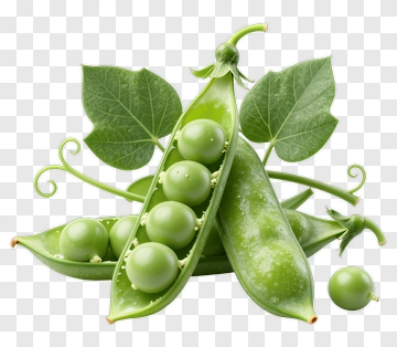 Fresh Green Peas In Pod PNG
