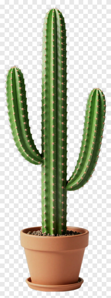Green Cactus In A Pot PNG
