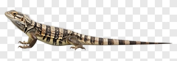 Lizard With Striped Pattern PNG