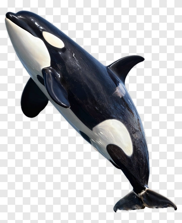 Orca Swimming PNG