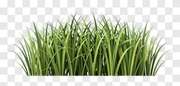Green Grass PNG