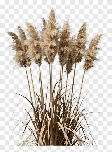 Pampas Grass Arrangement PNG