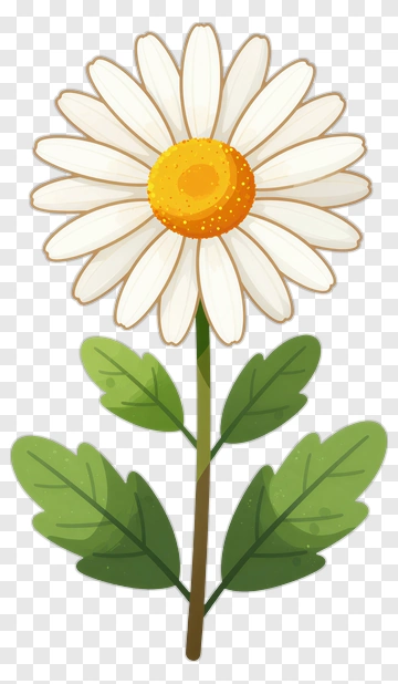 Daisy Flower With Green Leaves PNG