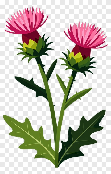 Colorful Thistle Flower PNG