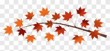 Autumn Maple Branch With Colorful Leaves PNG