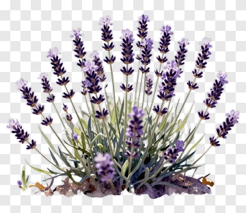 Lavender Plant With Purple Flowers PNG