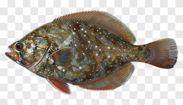 Realistic Fish With Detailed Scales PNG