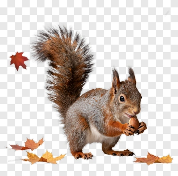Squirrel Holding An Acorn Among Autumn Leaves PNG