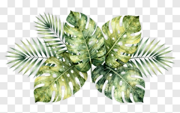 Colorful Monstera And Palm Leaves Arrangement PNG