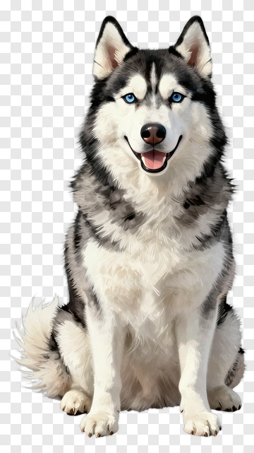 Cartoon Siberian Husky Sitting Smiling PNG