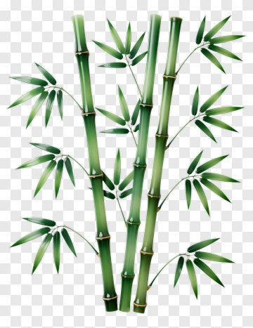 Bamboo Plant PNG