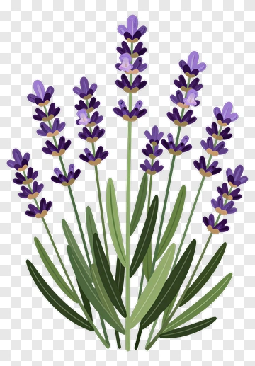 Lavender Plant With Purple Flowers PNG