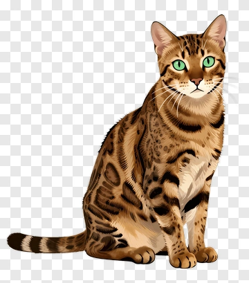 Bengal Cat Sitting PNG