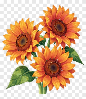 Sunflower Bouquet PNG