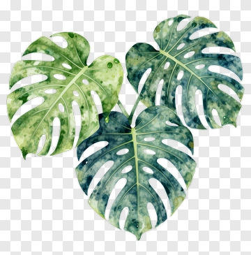 Watercolor Monstera Leaves PNG