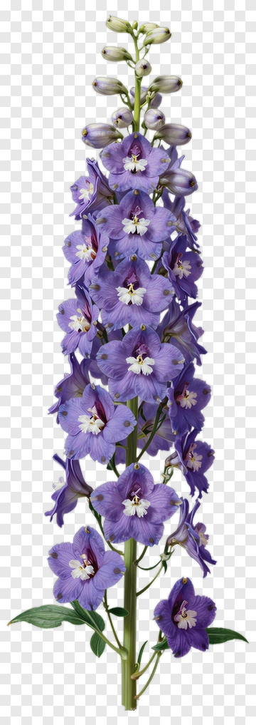 Purple Delphinium Flower PNG