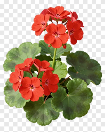 Red Geranium Flowering Plant PNG