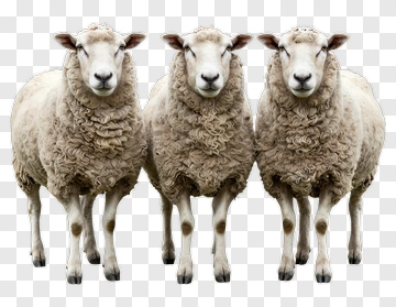 Three Sheep Standing Together PNG