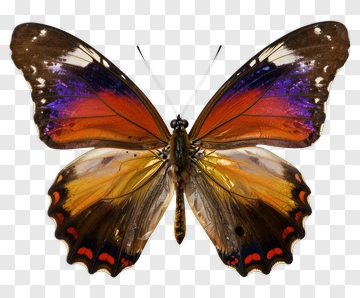 Colorful Butterfly With Orange And Purple Wings PNG