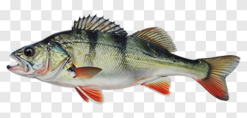 Freshwater Fish PNG