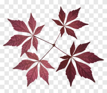Red Maple Leaves PNG
