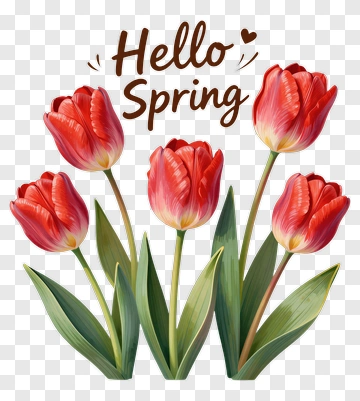 Hello Spring Tulips PNG